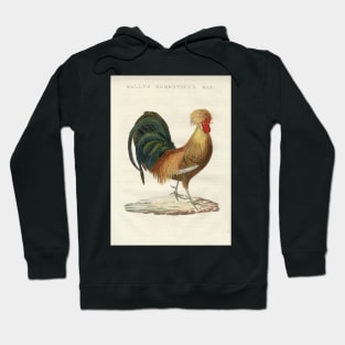 Domestic Hen Hoodie